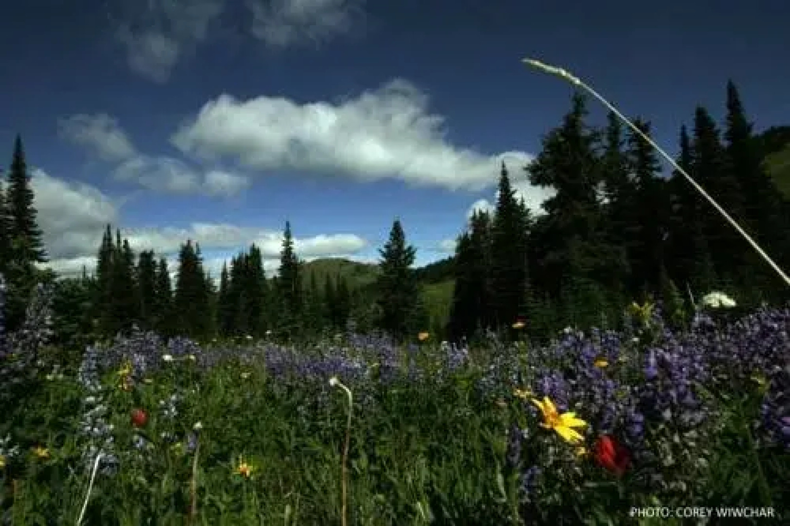 Woodhaven by Bear Country