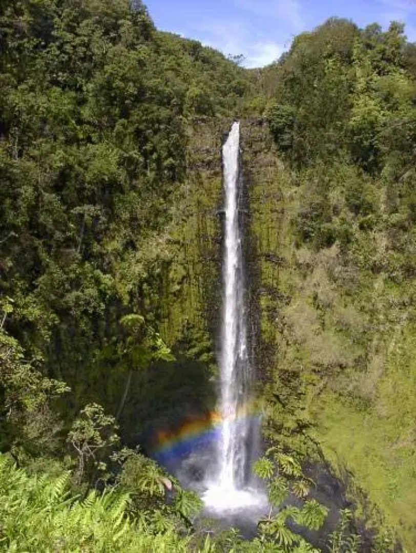 Volcano Dancing Ferns