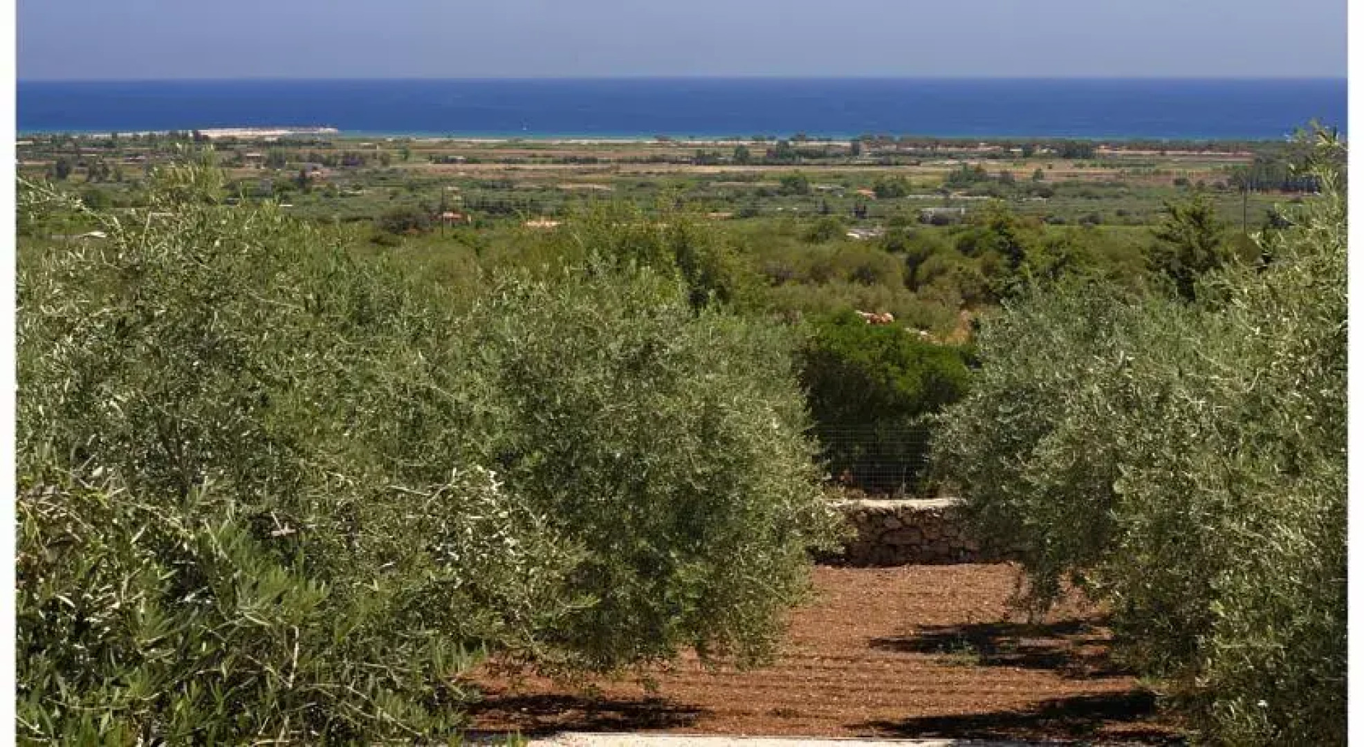 Holiday Olive Trees