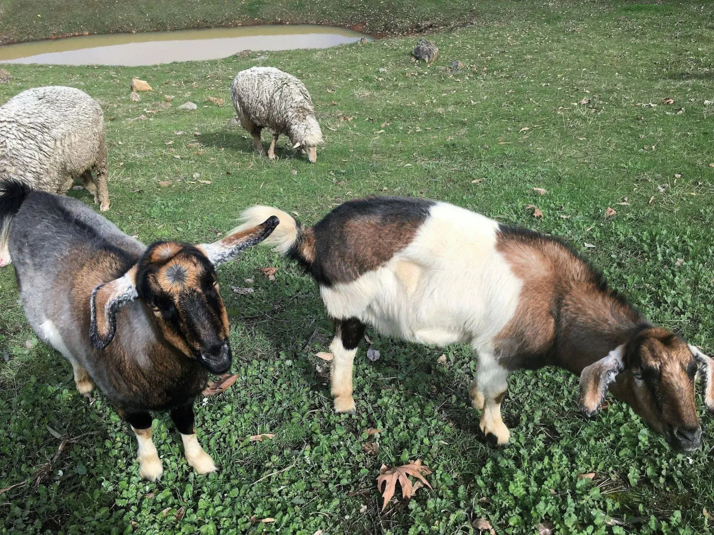 Balingup Highview Chalets