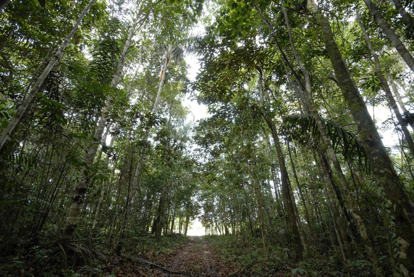 Amazonia Golf Resort By Nobile