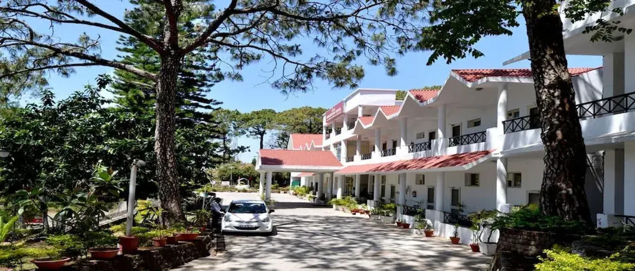 Mountain Quail Morni