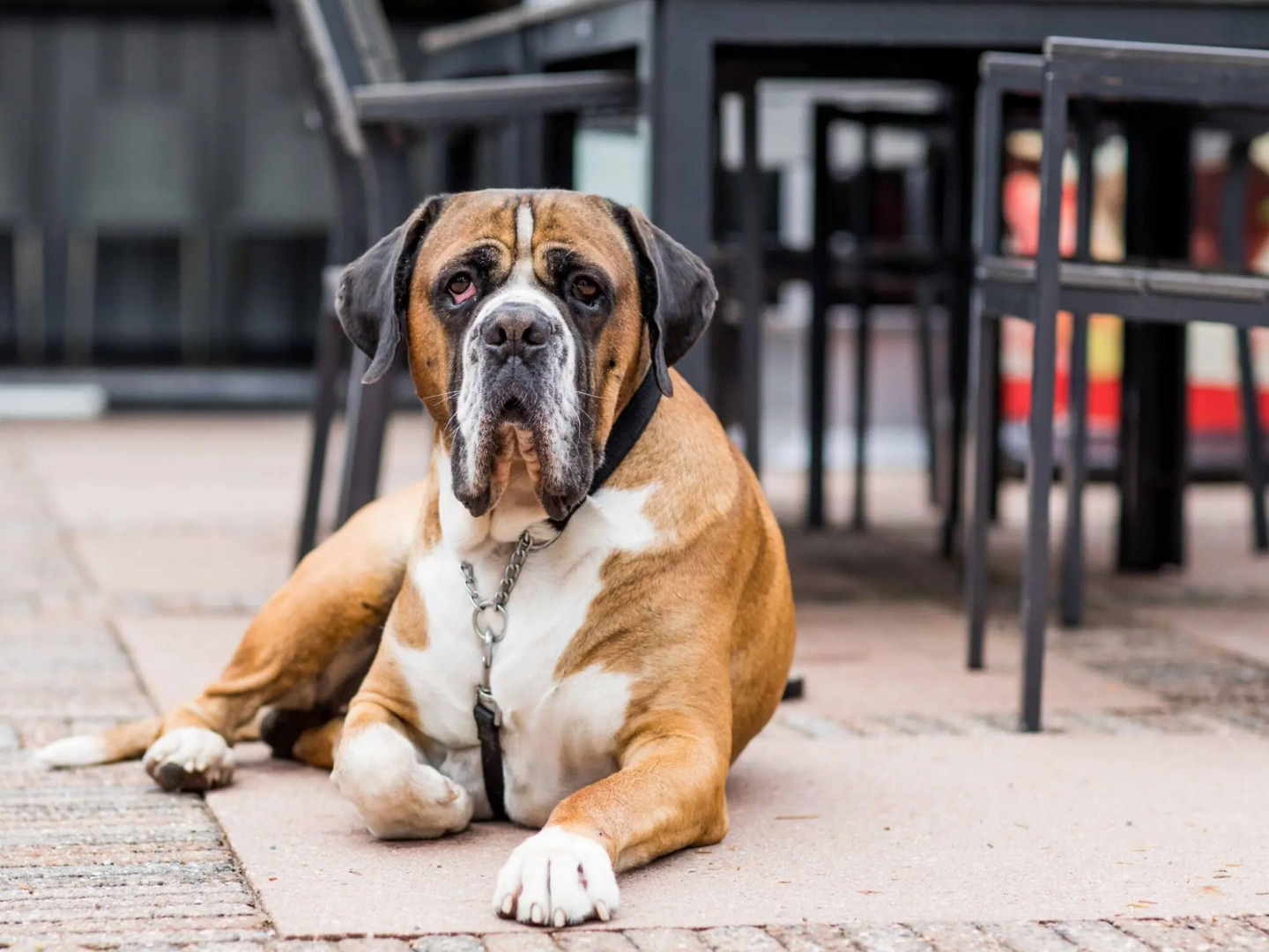Holiday home with sauna and two hottubs, in a holiday park near the Veluwe