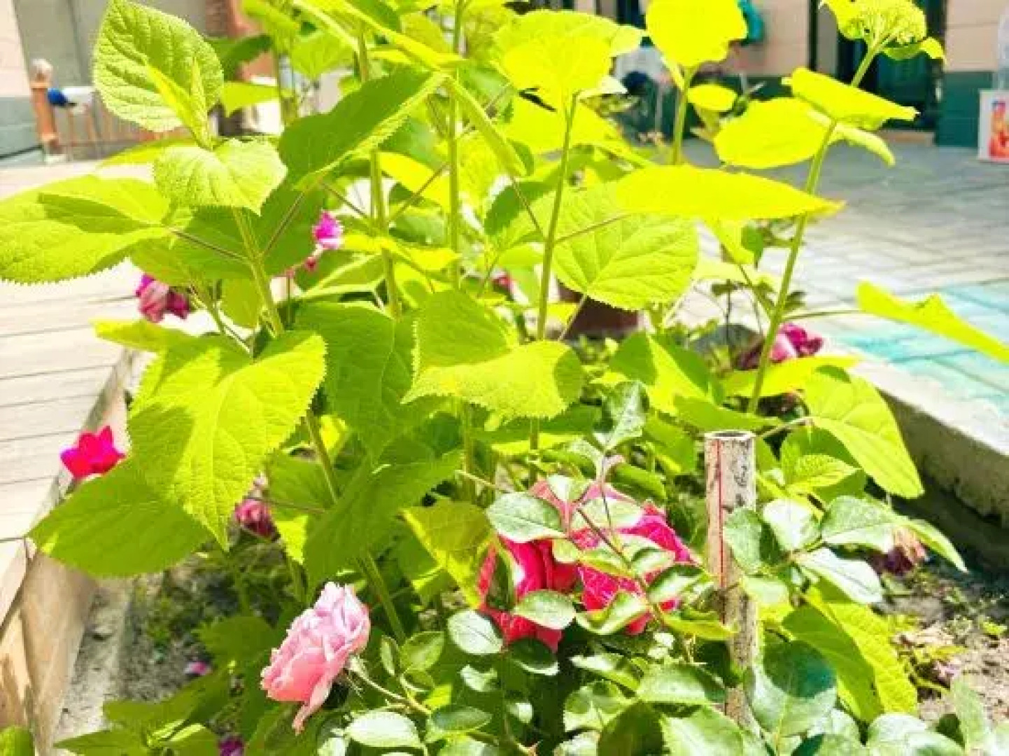 Turks xiangmo Homestay (Lijie Branch)