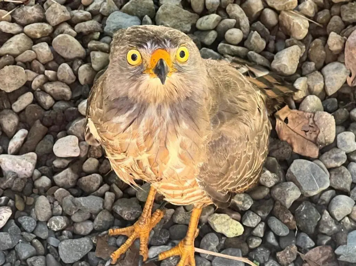 Palapa Hut Hostel & Camping