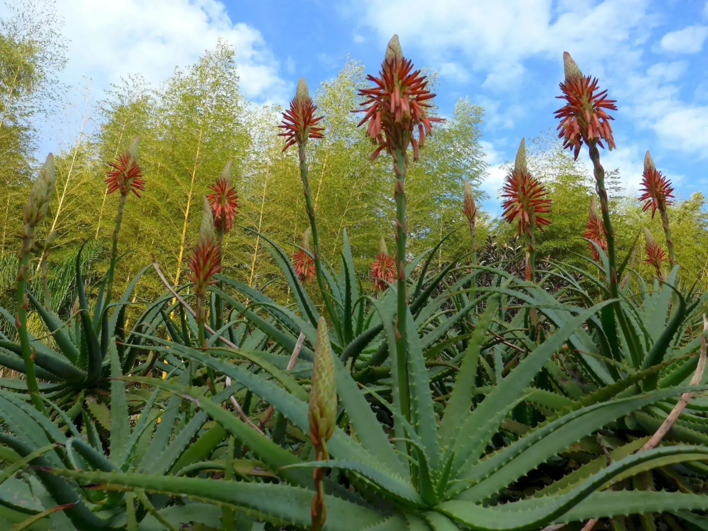 Wharepuke Subtropical Accommodation