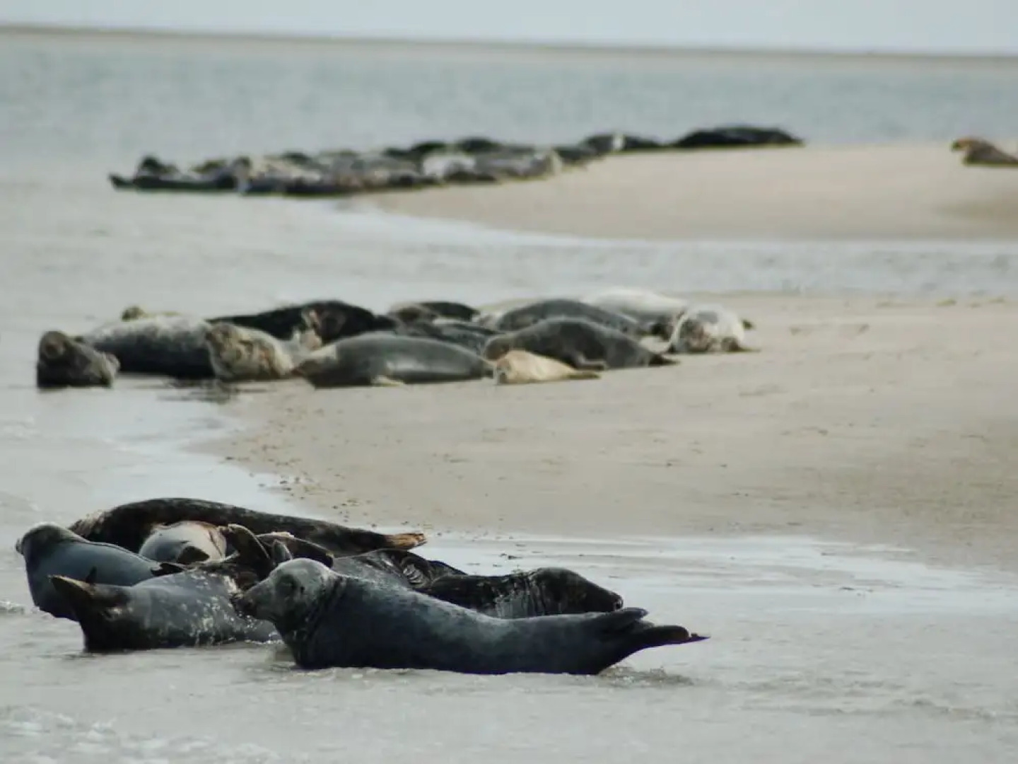 Traditional Villa With two Bathrooms on Texel Near the Sea