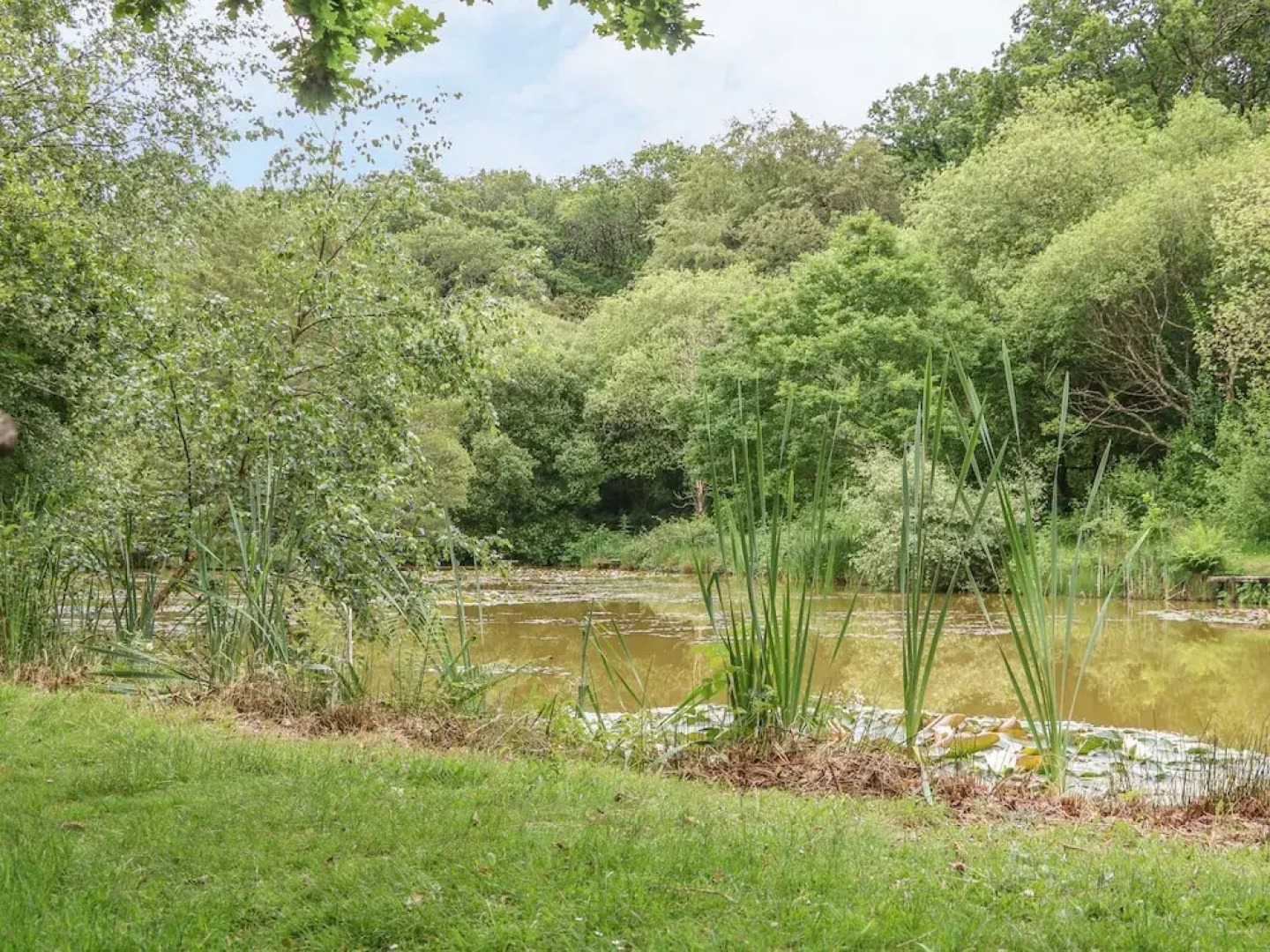 Birch Tree Kingslakes