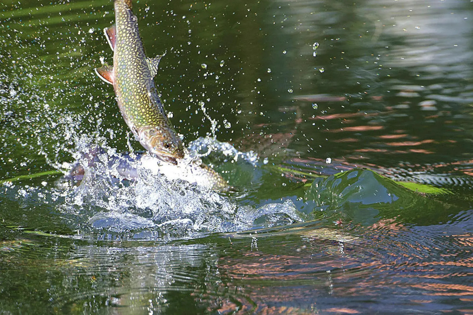Apartment in Alsace With Private Terrace