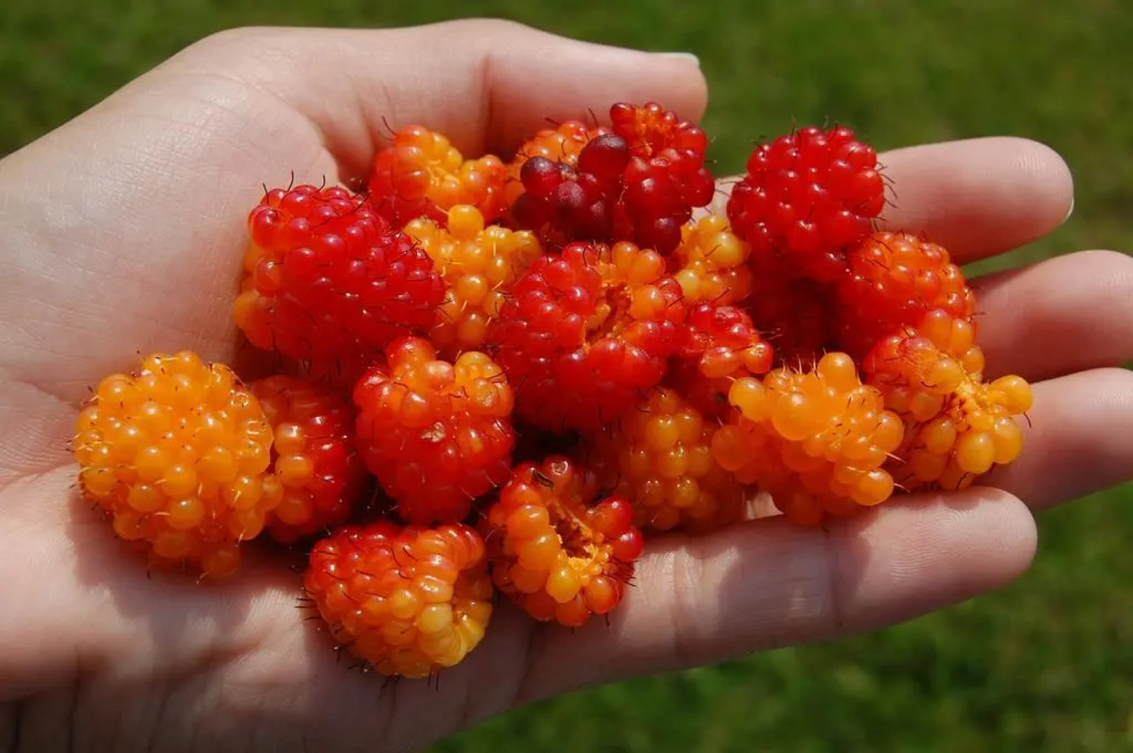 Squawking Raven B and B