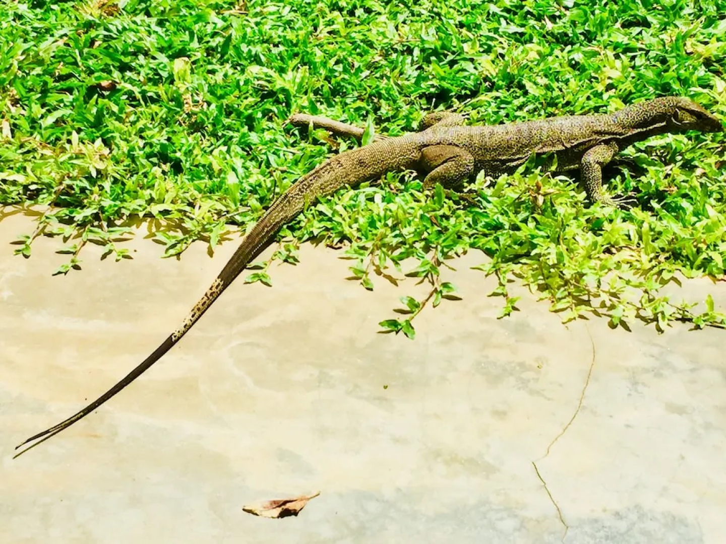 Saman Resort
