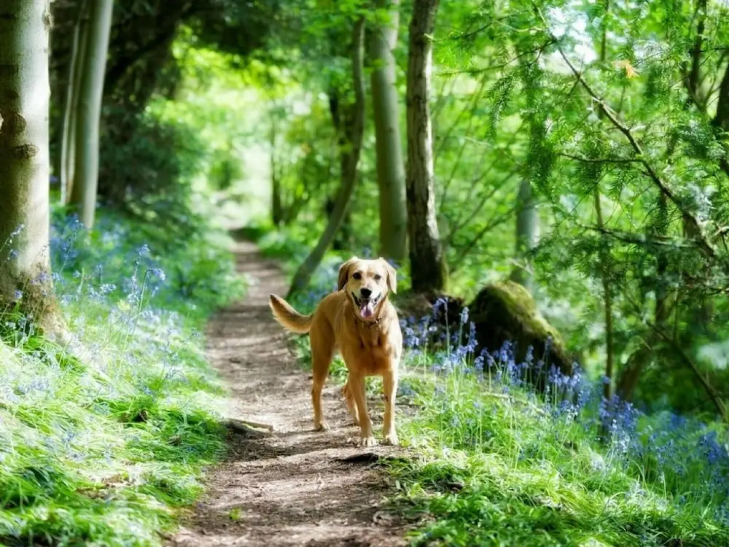 Quaint Holiday Home in Whitland With Garden