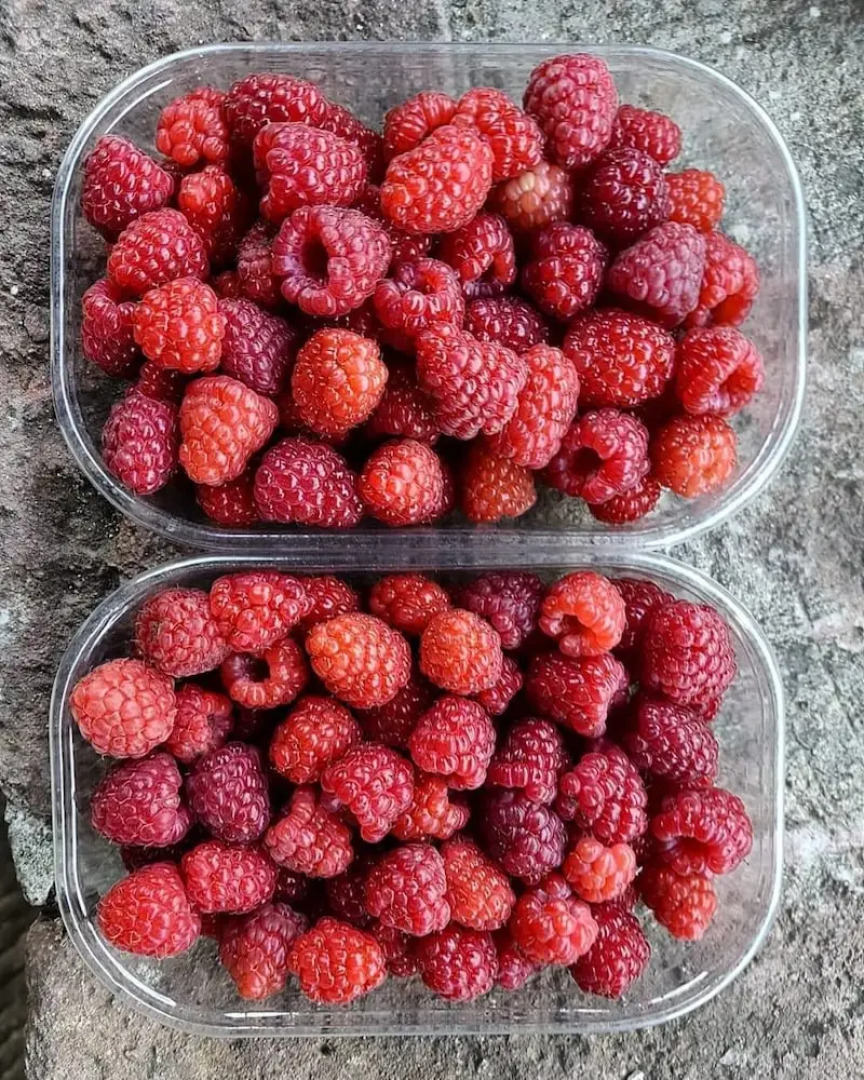 Agriturismo Sinciano