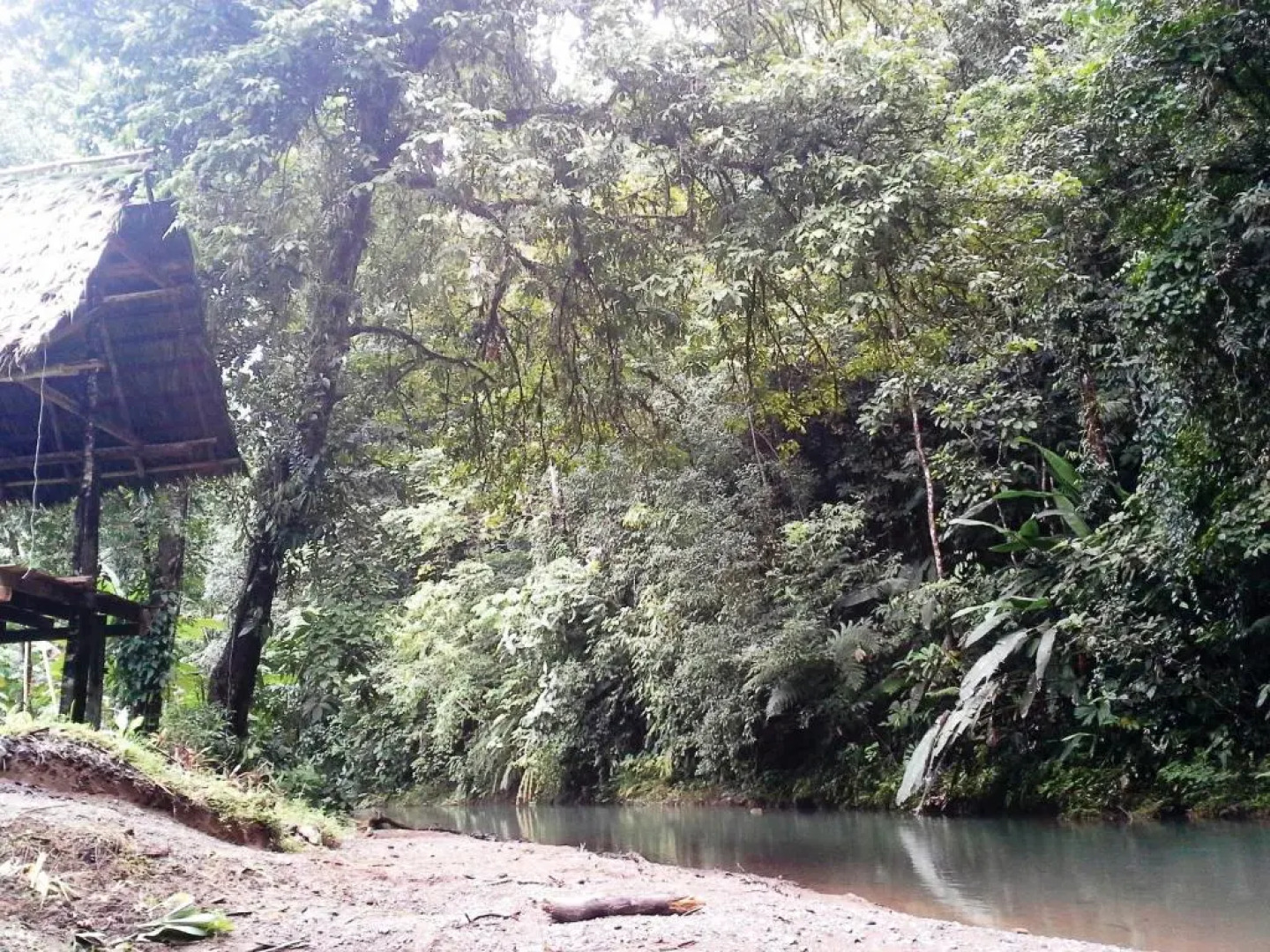 Estación Biológica Tamandua
