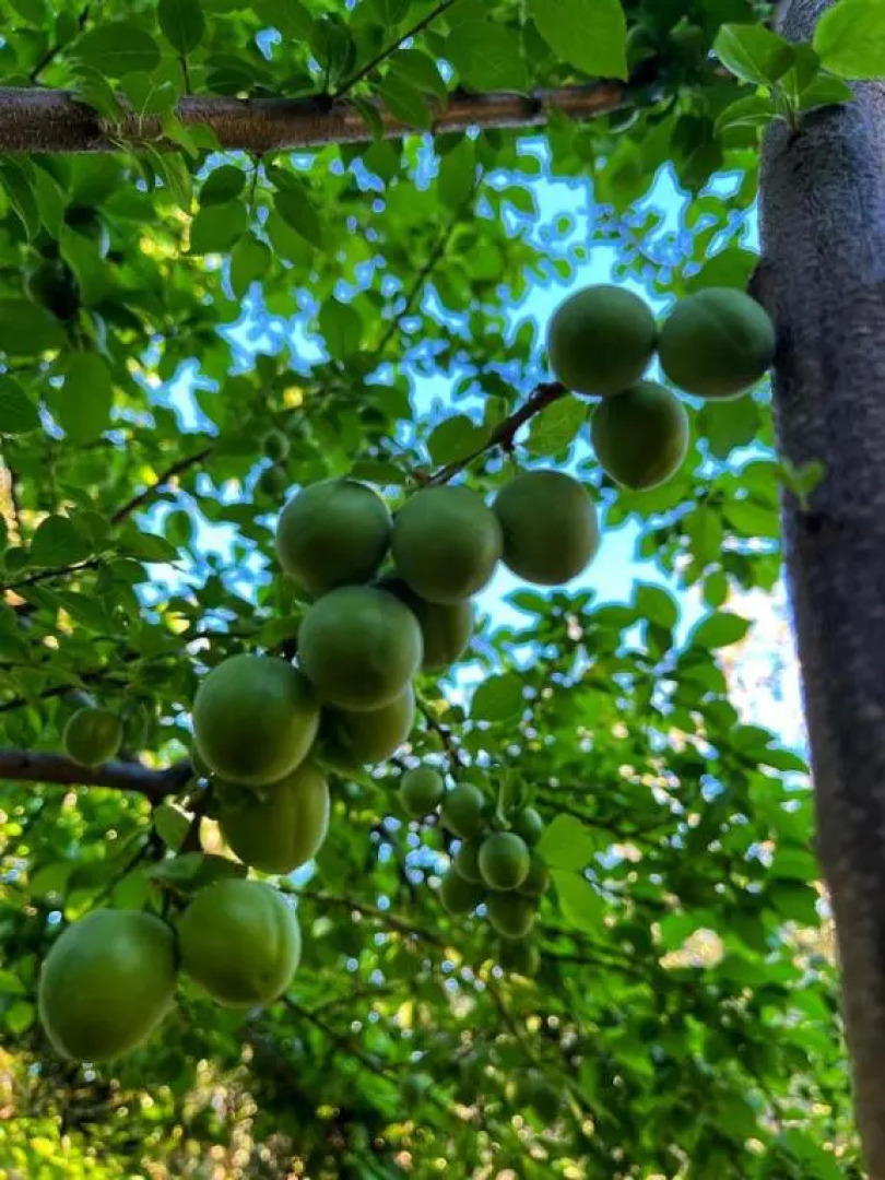 ZeytinDagi Bungalow Butik Otel