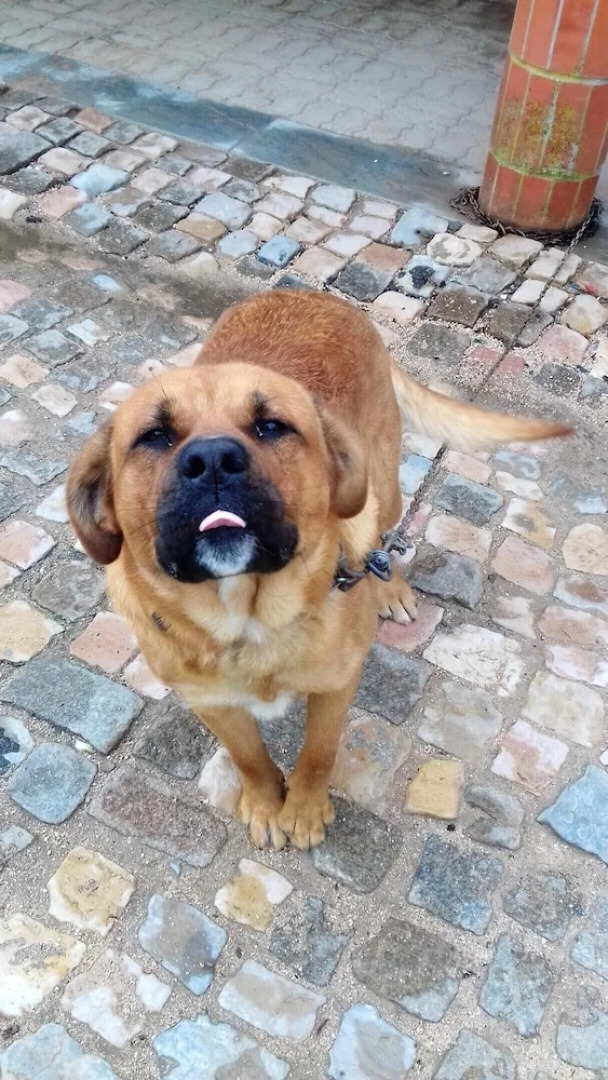 House With 3 Bedrooms in São Pedro de Tomar, With Wonderful Mountain View, Enclosed Garden and Wifi Near the Beach