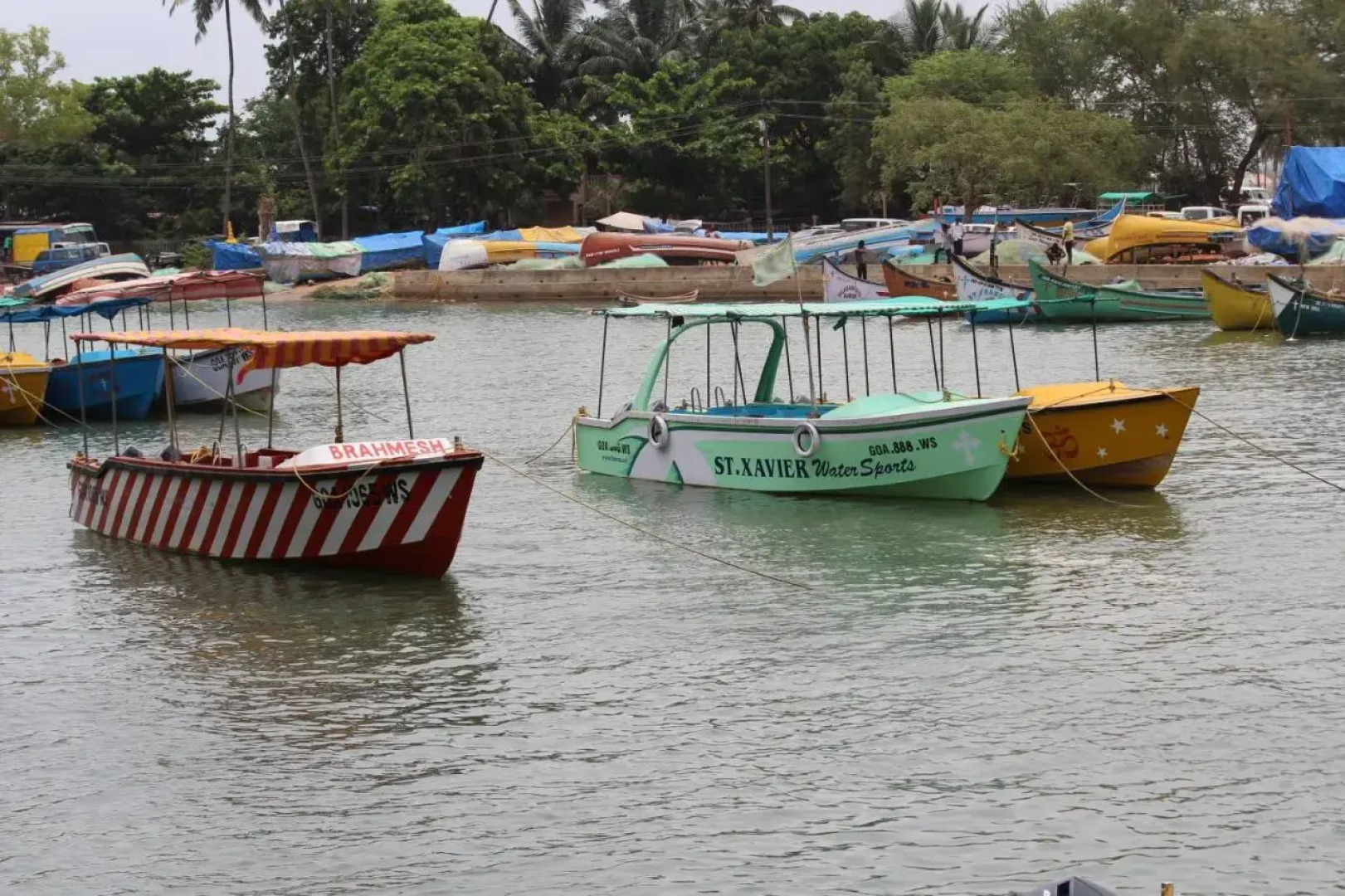 Macedo Palms Lemonmint