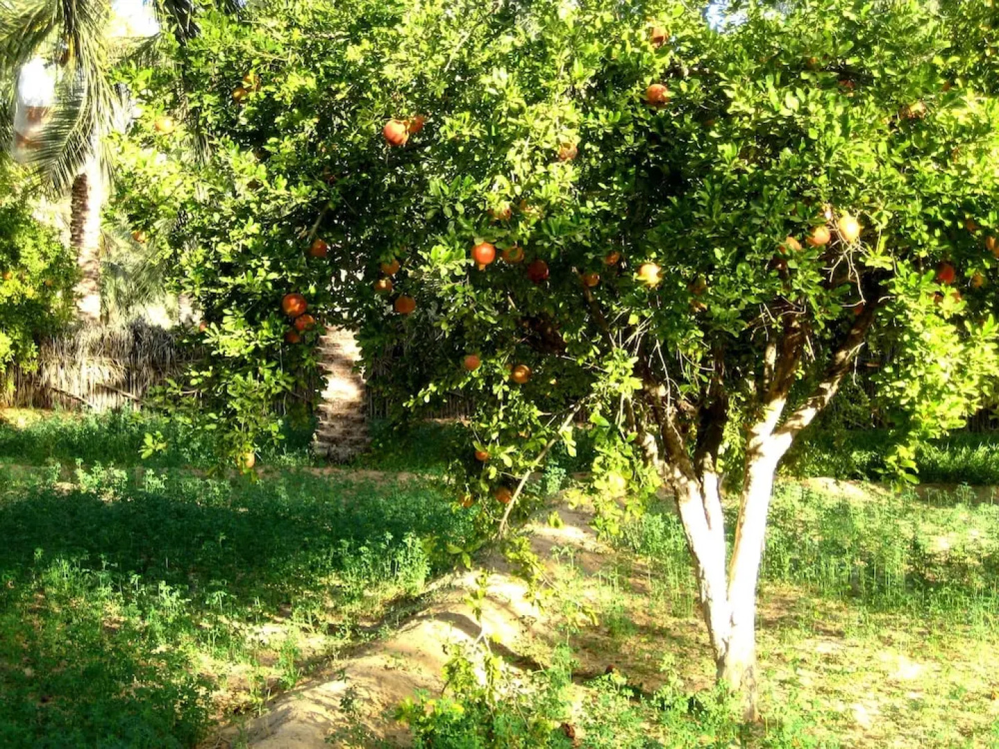 Hébergement Proche de Désert à Douz