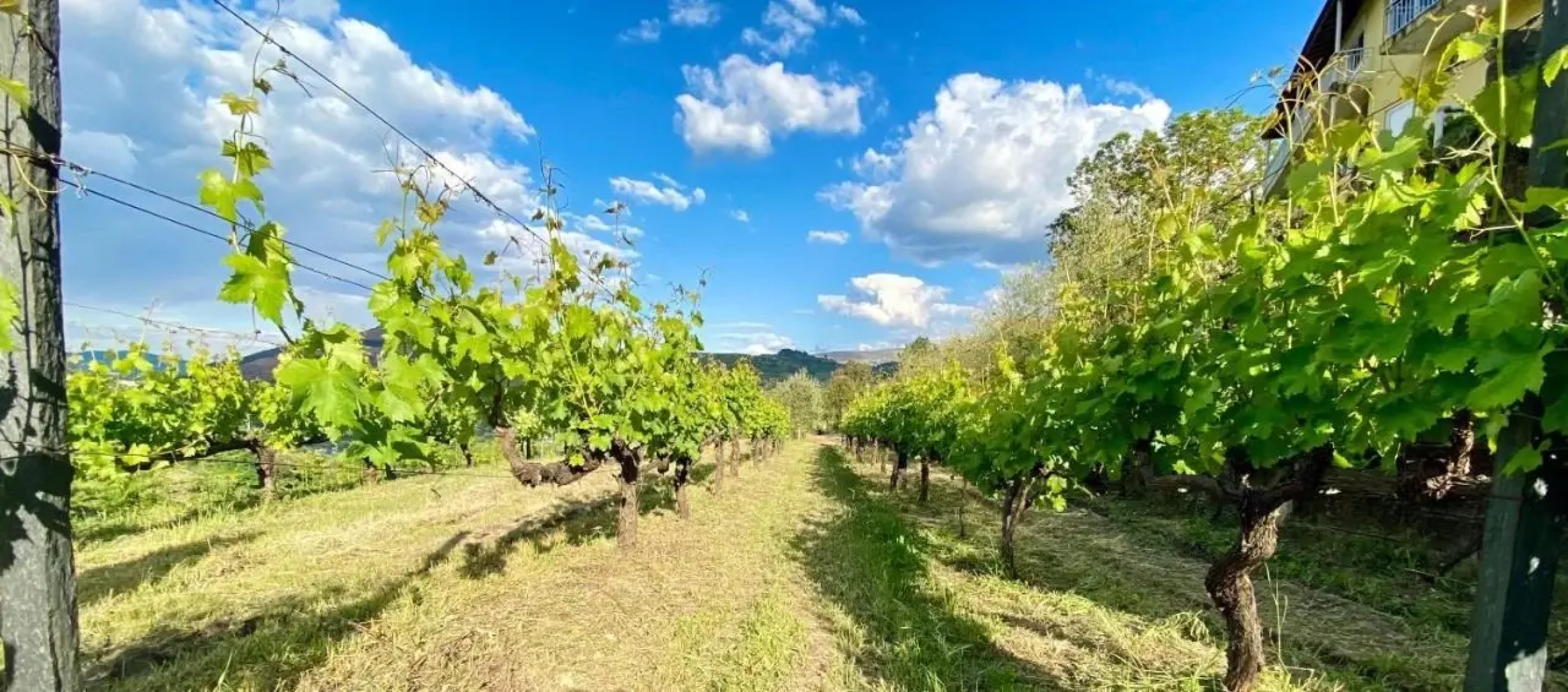Private Douro- Quinta das Susandas