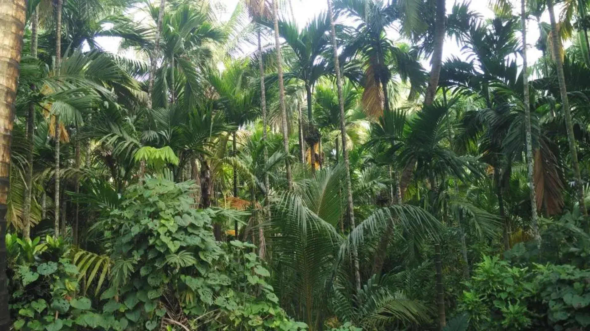 Tendulkar Beach Resort