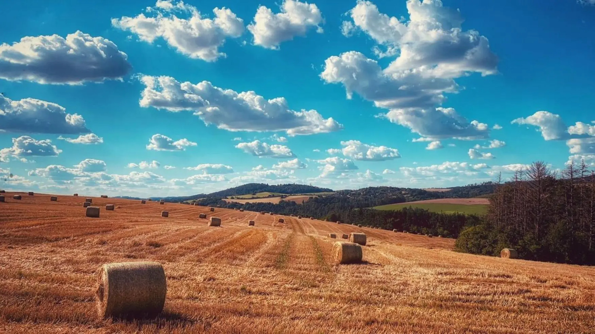 Sazava River Apartment