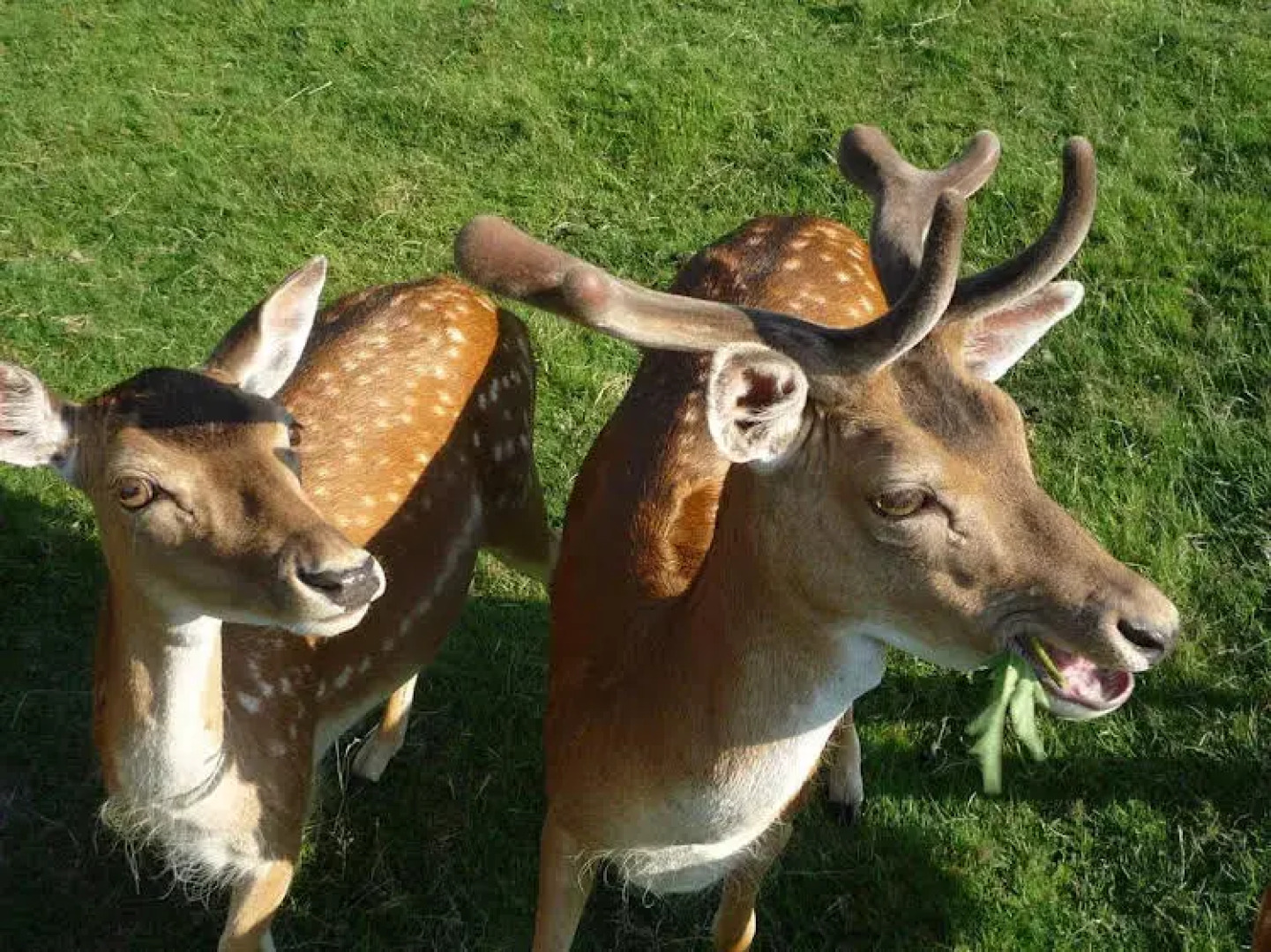 Waldgasthof & Hotel Am Sauwald