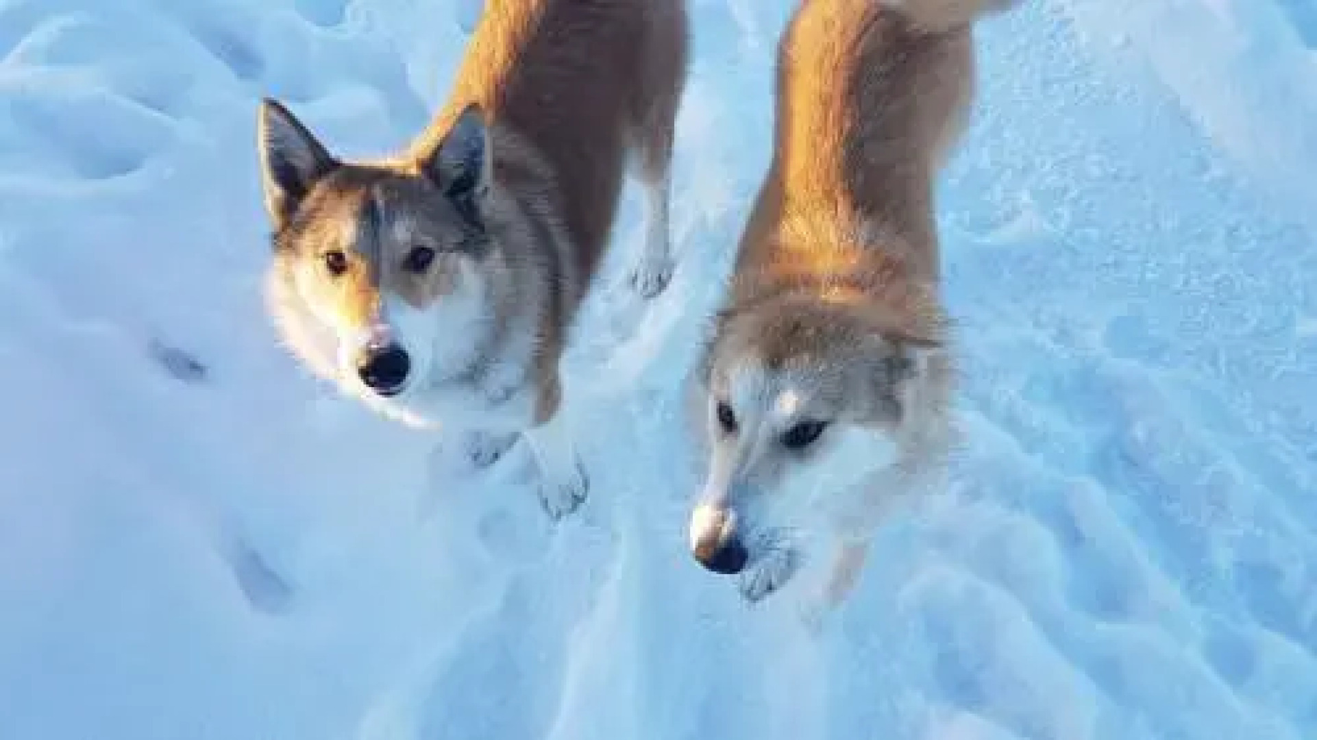 Holiday House in Chekotovo