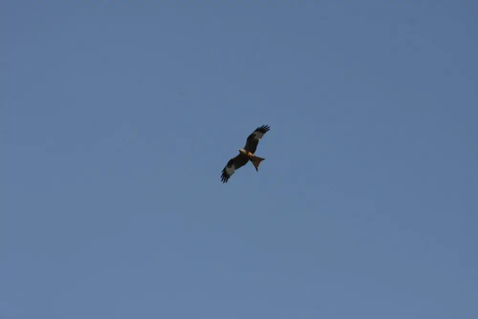 Reihenhaus Rotkehlchen in Lohmen