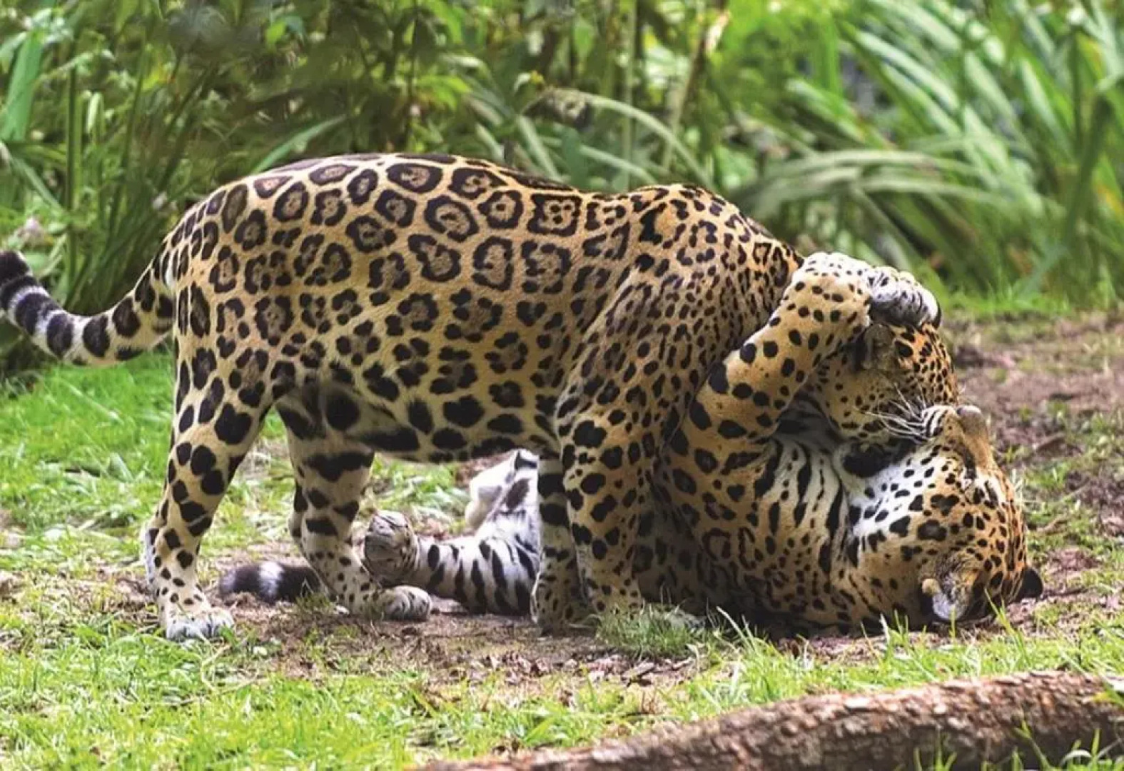 Appartements Résidence L'Estran