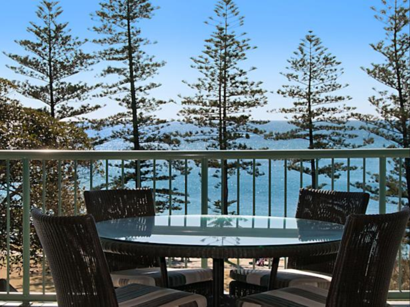 Norfolks on Moffat Beach