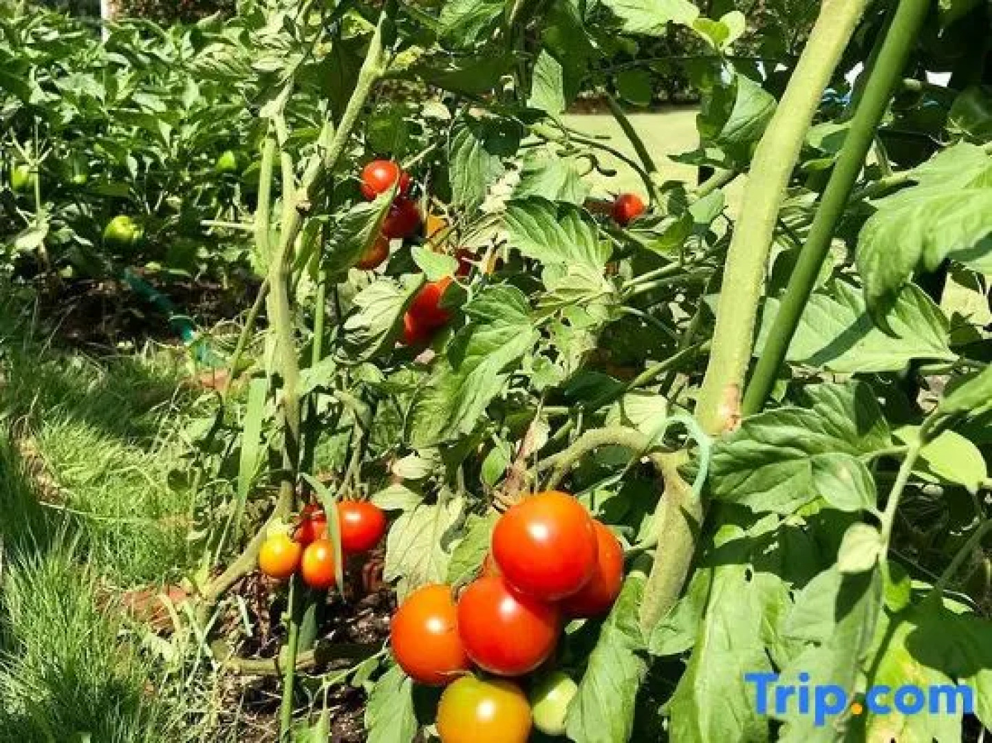 Tabist Healthy Pal Akagi