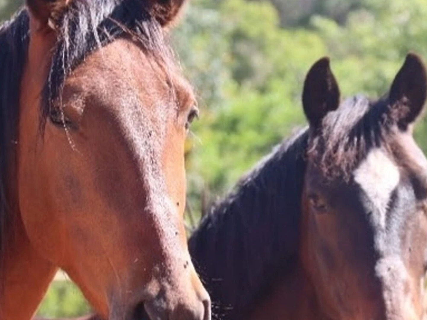 Tiny House & Horses Hébergement Atypique à Loulé