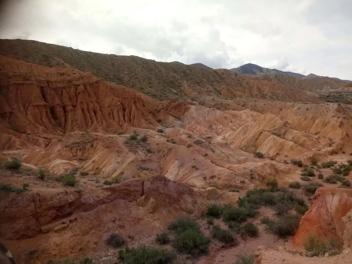 Family club Royal-appricot