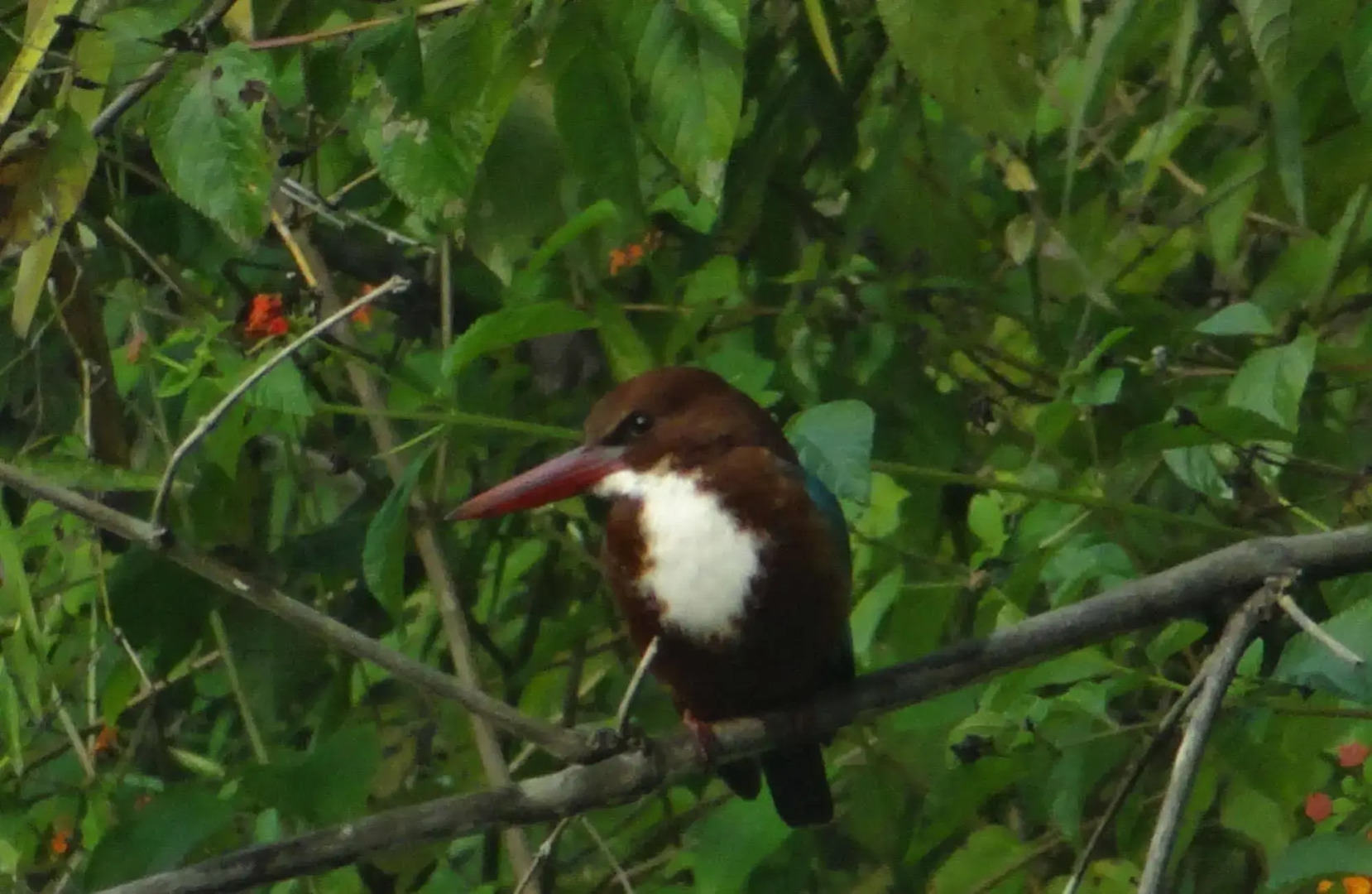 Windsor Tiger Resort