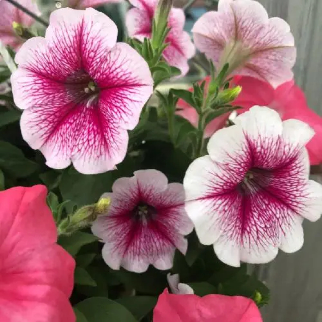 Rosa Villa Hotel & Apartment