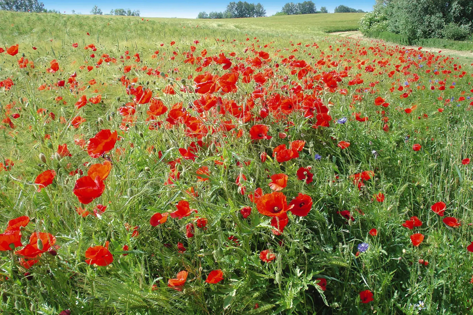 Holiday Home, Plau am See