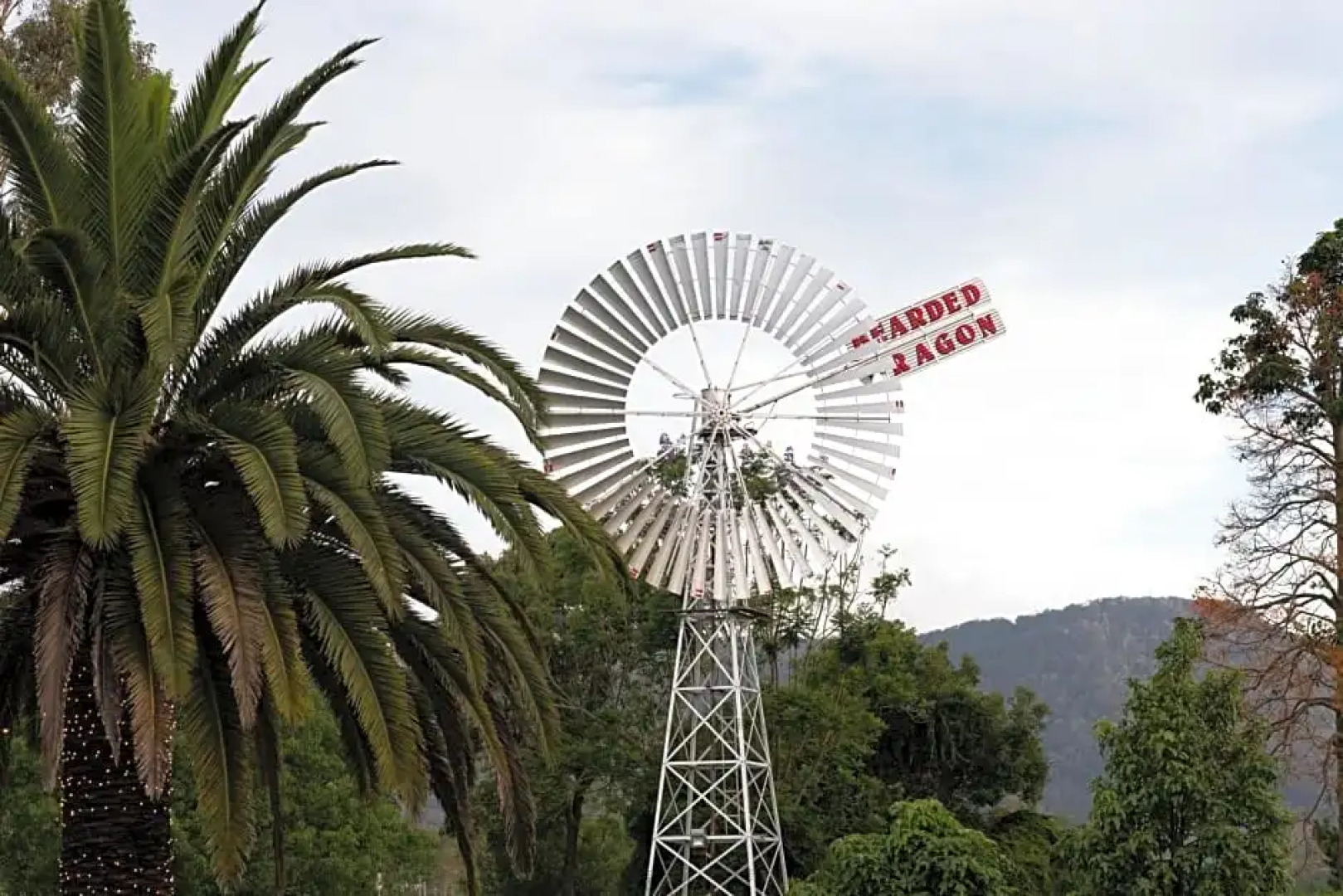 The Bearded Dragon Boutique Hotel
