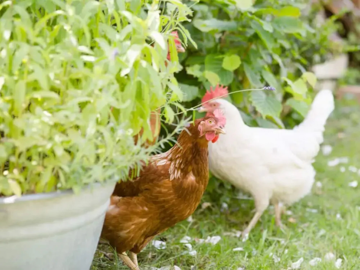 Plaatsje in het Mesnerhuis