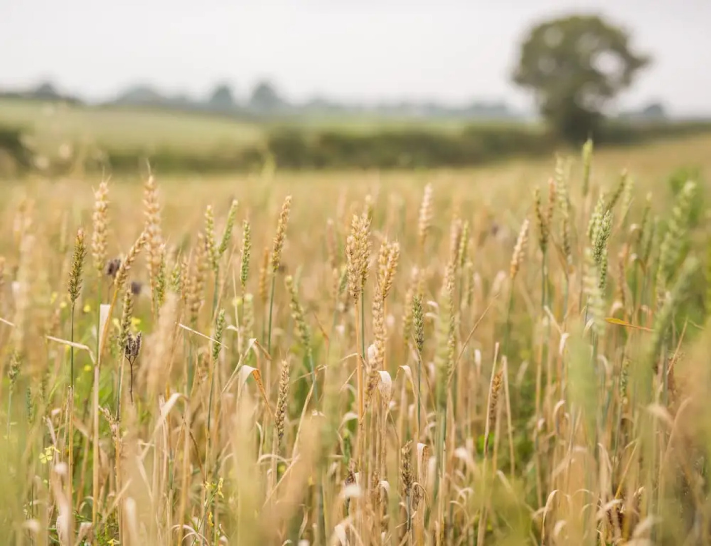 Riding Farm Cottages