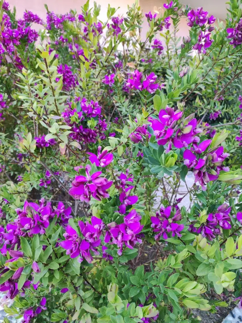 Salapia Salis Resort