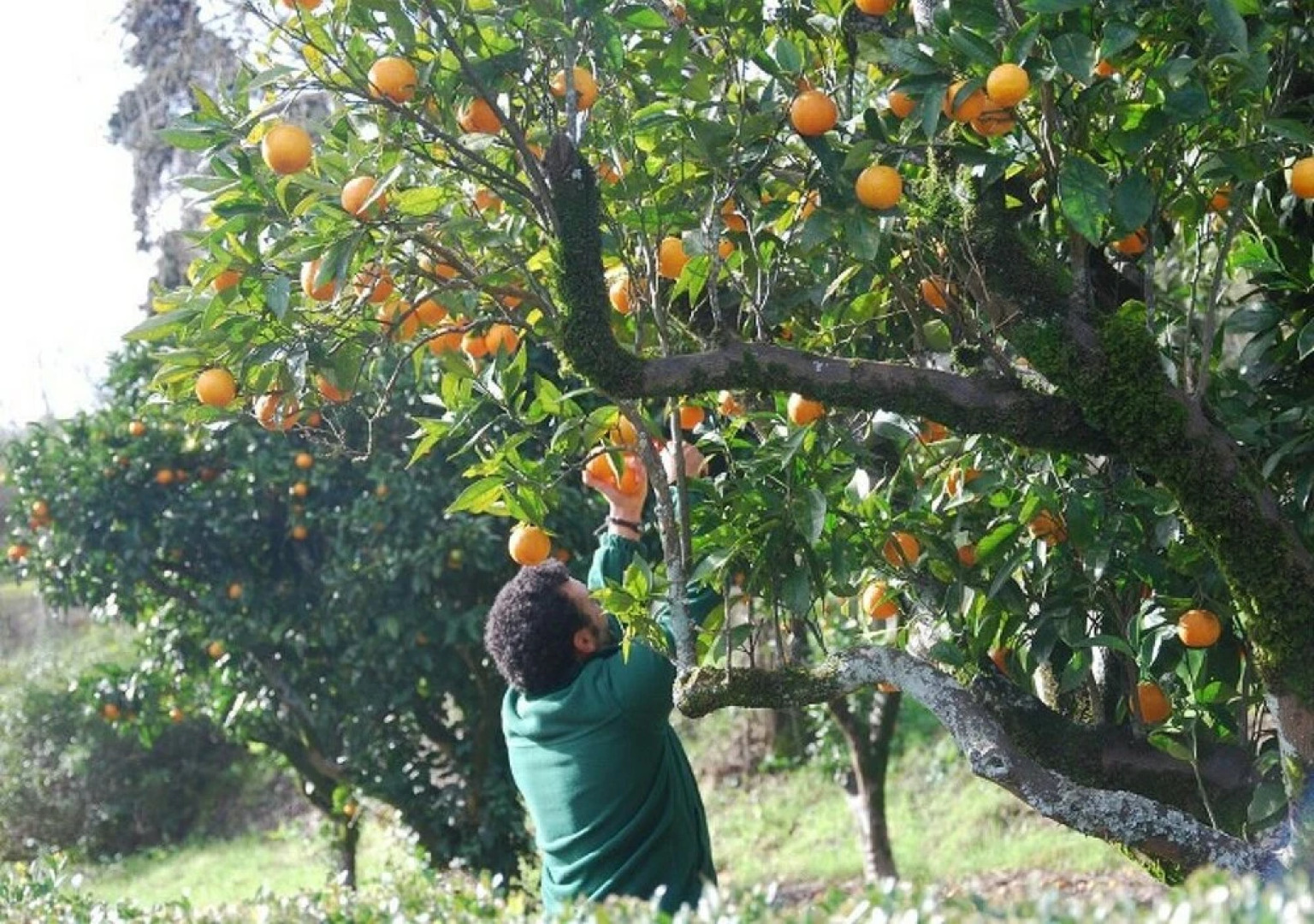 Gato Preto de Silves