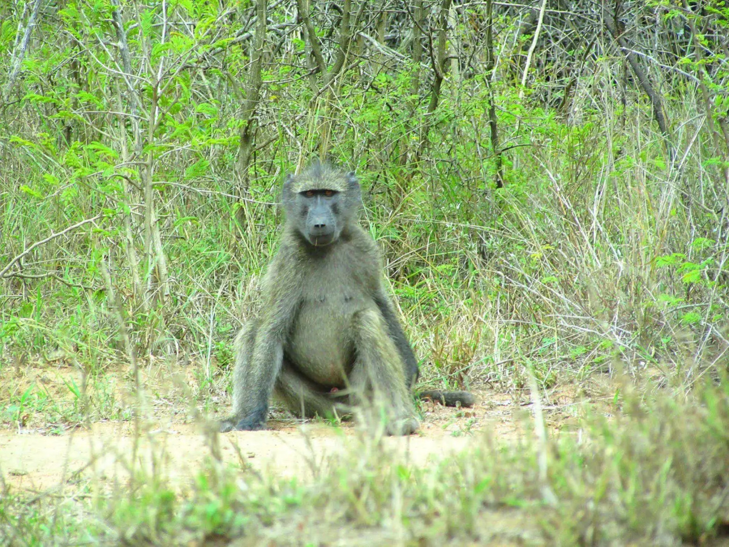 Royal Thonga Safari Lodge