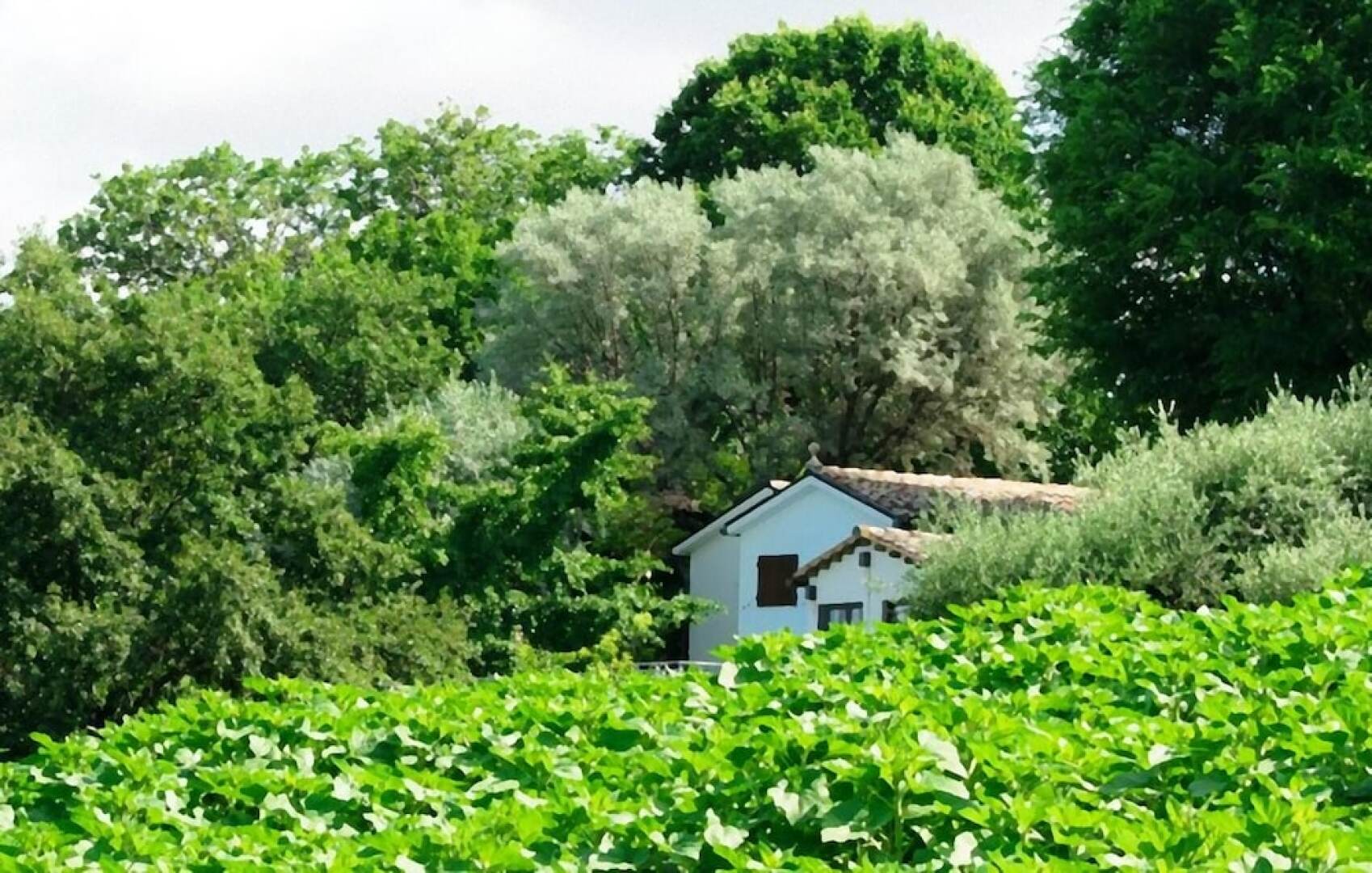 Studio in Castel Colonna, With Pool Access and Enclosed Garden