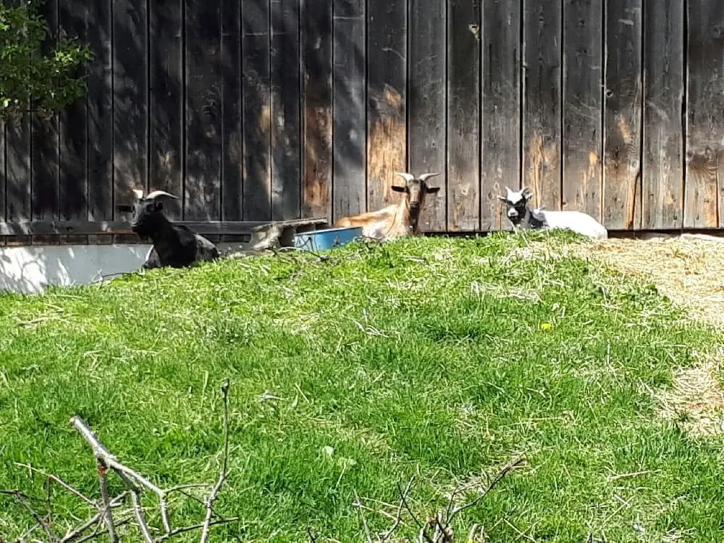 Bio-Bauernhof Hipp-Bruckner