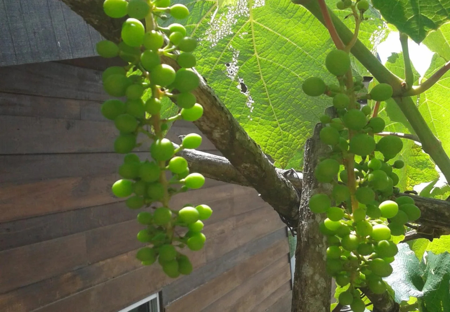 Nikgold Garden Resort Kundasang