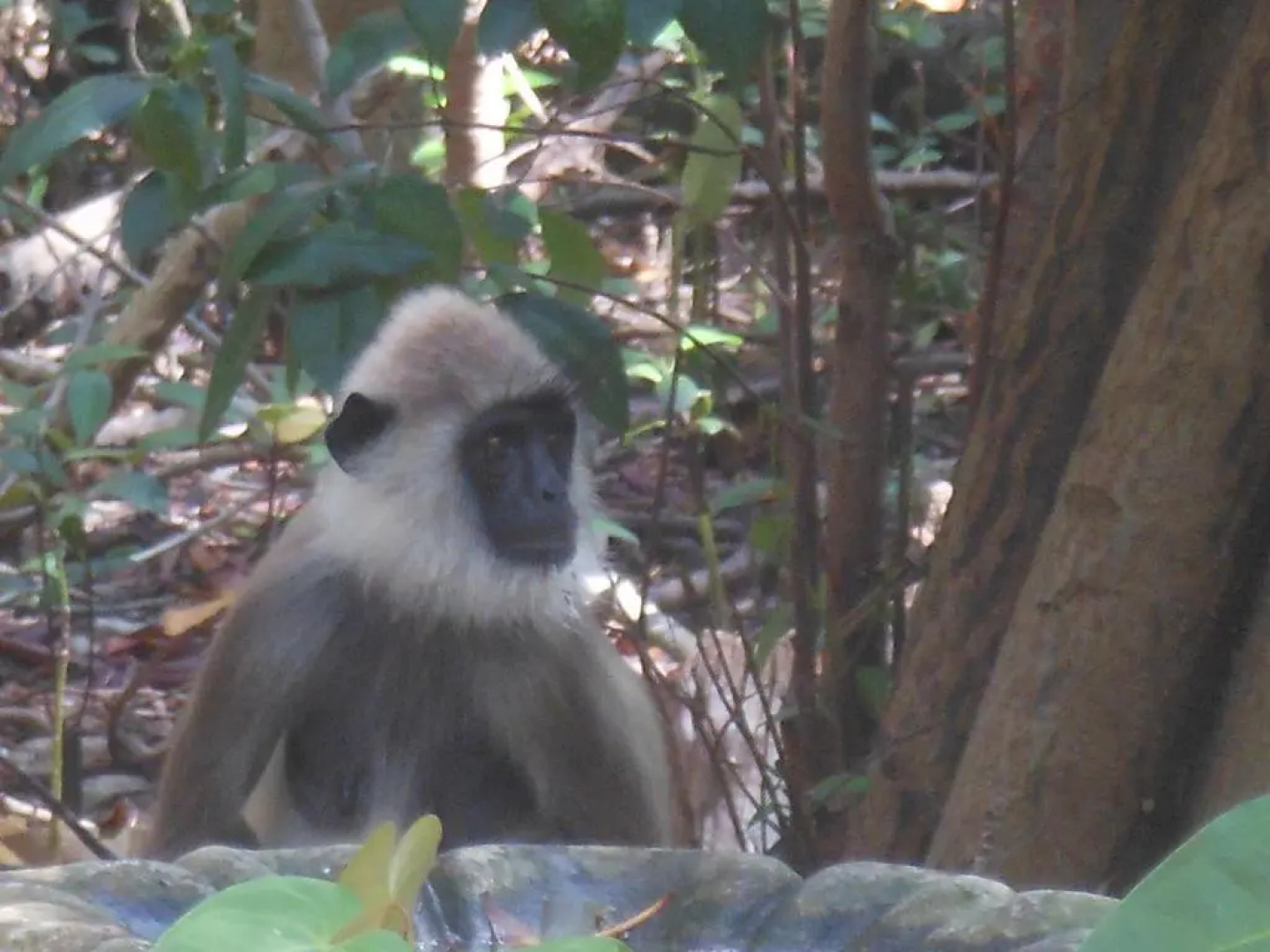The Waves Beach Chalets