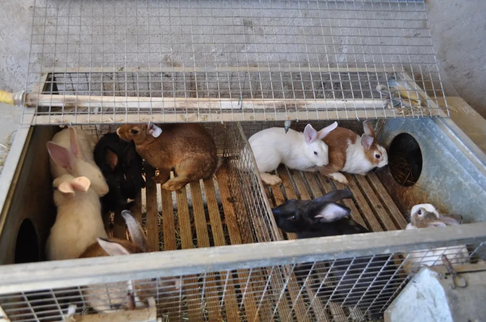 Farm stay Il Carro del Colle