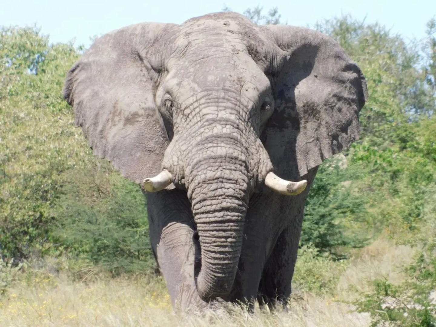Tsumkwe Country Lodge