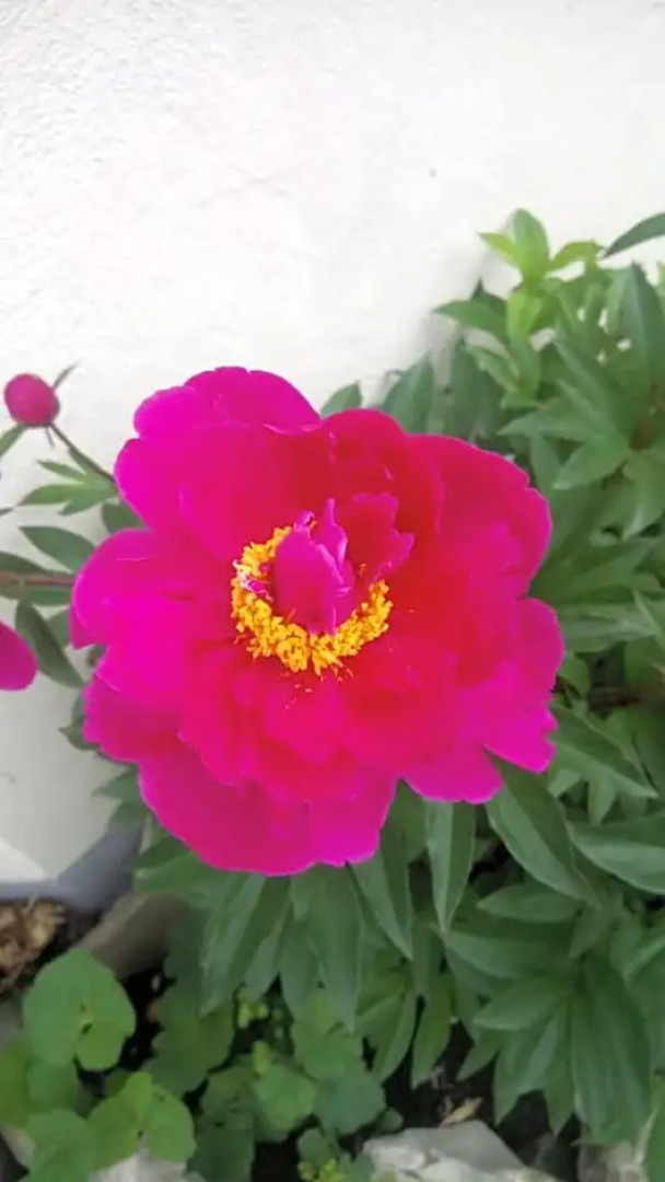 Zweite Heimat Privatpension