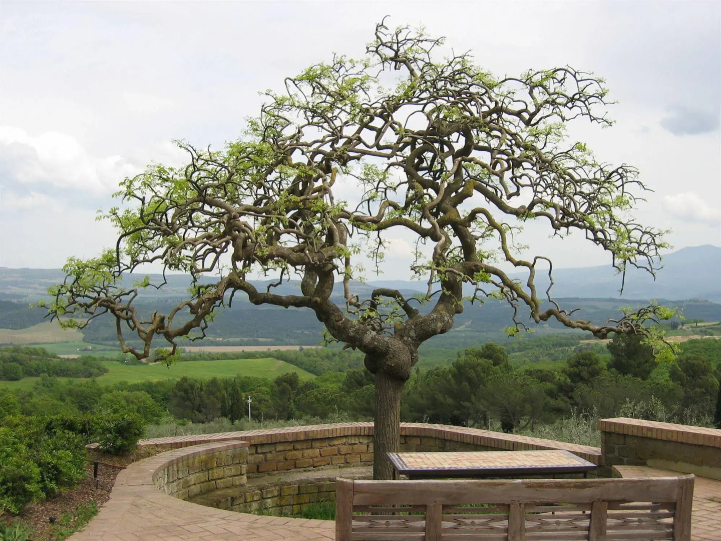 Fattoria Nuova Pievanella